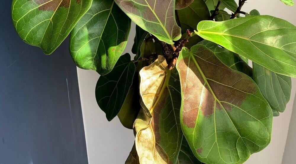 How To Sunburn On Fiddle Leaf Fig? - Gardener's Toolbox
